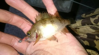 IMG_20190226_225249_256.jpg